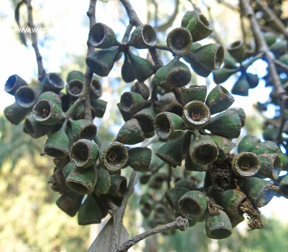 Eucalyptus pulchella